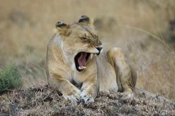 Leona - reserva nacional de Masai Mara - Kenia 4.jpg